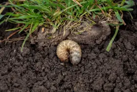 Pędraki w trawniku objawy: biała, kręta larwa żerująca w ziemi pod zieloną trawą.