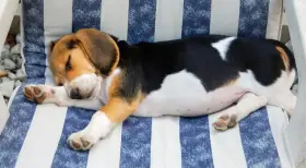 Czy beagle gubią sierść? Odkryj, jak radzić sobie z linieniem
