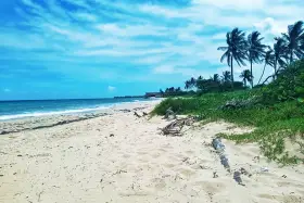 Piękne plaże Kuby z palmami kołyszącymi się na wietrze i turkusowym morzem.