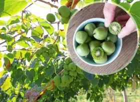 Gałązki drzewa kiwi oblepione zielonymi owocami. W okrągłej ramce miseczka pełna tych owoców, jeden przekrojony ukazuje czerwone nasionka.