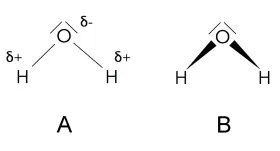 Zwei Wasser-Strukturformeln. A zeigt die polaren Bindungen mit partiellen Ladungen (δ+, δ-). B zeigt die V-förmige Struktur.