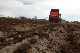 Czerwony traktor z przyczepą rozsypuje obornik na polu.