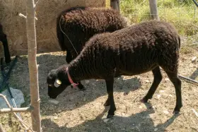Due pecore nere, una con collare rosa, pascolano in un recinto. Chissà quanto vivono le pecore in queste condizioni.