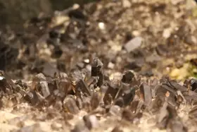 Cristalli di quarzo fumè, noti per le loro proprietà di radicamento e protezione, emergono da una base rocciosa.
