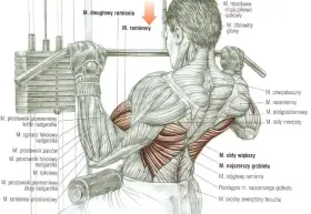 Anatomia mięśni podczas ściągania drążka do klatki. Widoczne mięśnie ramion, pleców i klatki piersiowej.