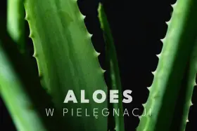 Zielone liście aloesu, idealne do pielęgnacji twarzy.
