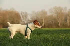 Jack Russell terrier gładkowłosy w zielonej obroży w polu, z drzewami w tle.