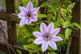Dwa delikatne, różowo-białe kwiaty powojnika na tle drewnianego płotka. Widać pąk i zielone liście. Idealne warunki do clematis uprawa.