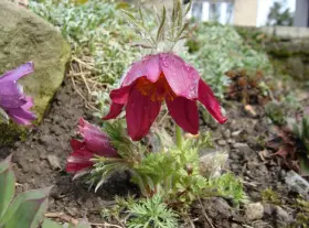 Fioletowe i bordowe kielichy krokusów, chronione przez naturę, pokryte kroplami rosy.