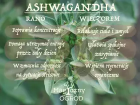 Ashwagandha rano poprawia koncentrację, wieczorem ułatwia zasypianie. Kiedy brać? Zależnie od potrzeb!