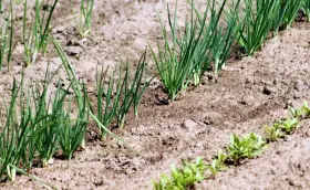Młode szczypiorki rosną w rzędach na ziemi. Zastanawiasz się, co siać po cebuli? Oto odpowiedź w naturze.