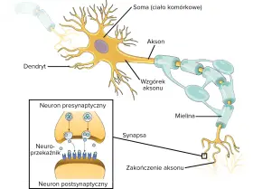 Schemat budowy neuronów: dendryty, soma, akson z osłonką mielinową, zakończenie aksonu i synapsa z neuroprzekaźnikami.