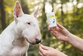 Biały bull terrier dostaje smakołyk, który może pomóc w walce z lamblią u psa.