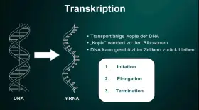 Die Transkription wandelt DNA in mRNA um, ein Schritt der Proteinbiosynthese. Die mRNA-Kopie verlässt den Zellkern zu den Ribosomen.