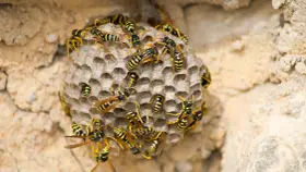 Nido de avispas con muchas obreras. Se observa el inicio de como se reproducen las avispas, con celdillas hexagonales.