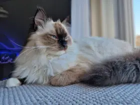 Uroczy ragdoll z niebieskimi oczami leży na miękkim kocu, wyglądając przez okno.