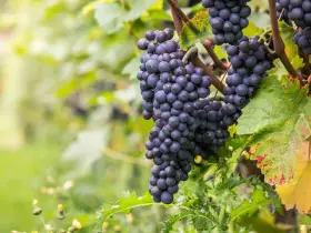 Grappes de cépage Pinot Noir mûres, prêtes à être récoltées pour un vin rouge élégant.