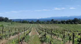 Vignes luxuriantes sous un ciel bleu, s'étendant à perte de vue sur le domaine du Deffends. Au loin, des montagnes enneigées couronnent le paysage.