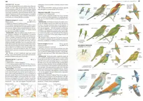 Aves migratorias España: Abejaruco europeo, persa y esmeralda, junto a la carraca europea, ilustrados con detalles de plumaje y distribución.