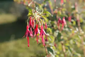 Grappe de fleurs de plante fuchsia aux teintes roses et violettes, suspendues comme des clochettes.