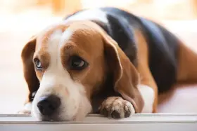 Smutny beagle leży, jego oczy wyrażają cierpienie, jakby czuł ból trzustki objawy.