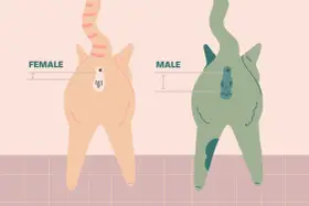 Ilustracja pokazuje, jak rozpoznać płeć kota: samiczka ma otwory blisko siebie, samczyk ma większą odległość i widoczne jądra.
