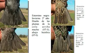 Estornino negro, invierno, 2º año. Diseño de plumas de cola: macho arriba (07-I); hembra abajo (07-I).