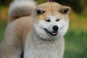 Uśmiechnięty pies rasy akita, z puszystym ogonem zawiniętym na grzbiecie, na tle zieleni.