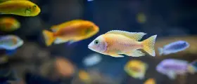 Bunte Fische im Aquarium, ein Beispiel für adaptive Radiation, schwimmen im dunklen Wasser.