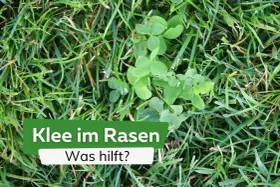 Grüner Klee wächst im Rasen. Ein Schild fragt: "Klee im Rasen - Was hilft?".
