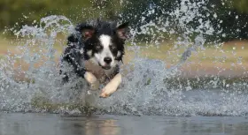 Rasa psa collie w pełnym biegu przez wodę, tworząc kaskadę bryzgów.