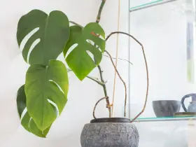 Monstera mit langen, braunen Luftwurzeln, die sich um den Topf schlängeln. Grüne Blätter mit charakteristischen Schlitzen.
