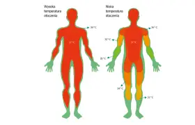 Termogeneza: w wysokiej temperaturze otoczenia ciało jest całe czerwone (37°C). W niskiej temperaturze otoczenia widać różnice: 36°C, 32°C, 34°C, 31°C.