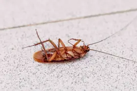 Cucaracha muerta boca arriba sobre una superficie con textura.