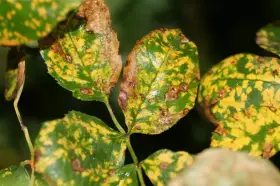 Feuilles de rosier atteintes de la maladie des rosiers, présentant des taches jaunes et brunes, signe de déclin.