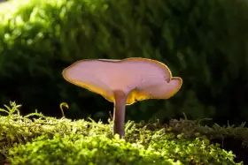 Grzybki reishi, podświetlone od spodu, wyrastają z gęstego, zielonego mchu.