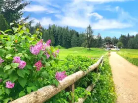 Fiori di lillà rosa profumano l'aria lungo un sentiero di terra battuta, ideale per **malosco passeggiate** verso un rifugio alpino.