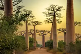 Aleja Baobabów na Madagaskarze. Najlepszy czas na podróż to pora sucha, od kwietnia do października.