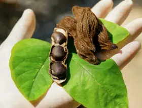 Gants blancs tenant des feuilles vertes et des gousses de mucuna pruriens, certaines ouvertes révélant des graines noires.