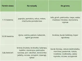 Tabela podpowiada, co siać w kwietniu do gruntu: bób, groch, rzepę, sałatę, szpinak (1-15 kwietnia), brukiew, buraka, koper (16-30 kwietnia) i wiele innych warzyw przez cały miesiąc.