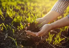 Jaki nawóz pod pszenicę? Odkryj najlepsze rozwiązania dla plonów