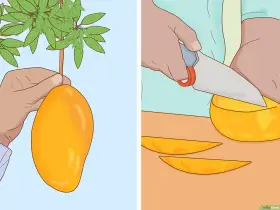 Mano recogiendo un mango maduro de un árbol. Otra mano corta un mango en rodajas para disfrutar. ¡Un delicioso paso para plantar mango!