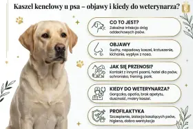Labrador z objawami kaszlu kenelowego u psa: suchy kaszel, kichanie, gorączka. Informacje o przyczynach, objawach i profilaktyce.