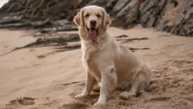 Ile razy dziennie karmić golden retrievera, by uniknąć problemów zdrowotnych?