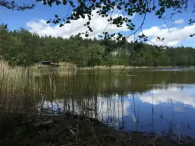 Spokojne jezioro Tuczno otoczone lasem, z trzcinami na brzegu i odbijającymi się chmurami w wodzie.