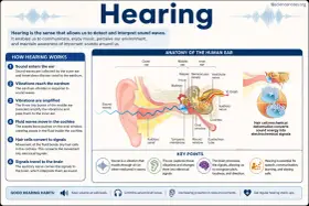 Le son est une vibration qui voyage dans l'air. L'image explique qu'est ce que le son et comment l'oreille le capte et le transmet au cerveau.