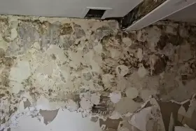 Un mur en pierre rongé par la mérule, le papier peint se détache, révélant des taches sombres et humides.