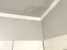 Narożnik pokoju z widocznym zielonkawym nalotem, który przypomina grzyb na ścianie.