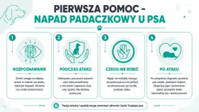 Pierwsza pomoc przy atakach padaczki u psa: rozpoznawanie, postępowanie podczas i po ataku, czego nie robić. Twoja wiedza ratuje życie.