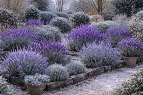 Ein Garten mit verschiedenen Lavendel-Sorten, die in voller Blüte stehen. Die violetten Blüten bilden einen schönen Kontrast zu den graugrünen Blättern und dem Kiesweg.